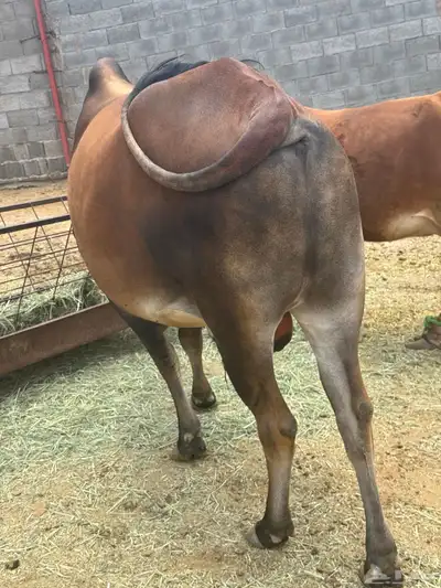 ثور بلدي 0