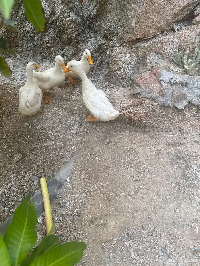 بيشه عرمان 2