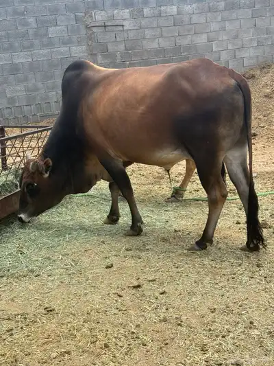 ثور بلدي 4