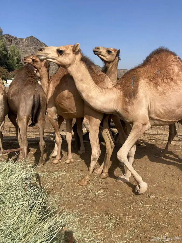 قعدان كايفه مالها شكل للبيع تصلح زواجات ومبادي 10