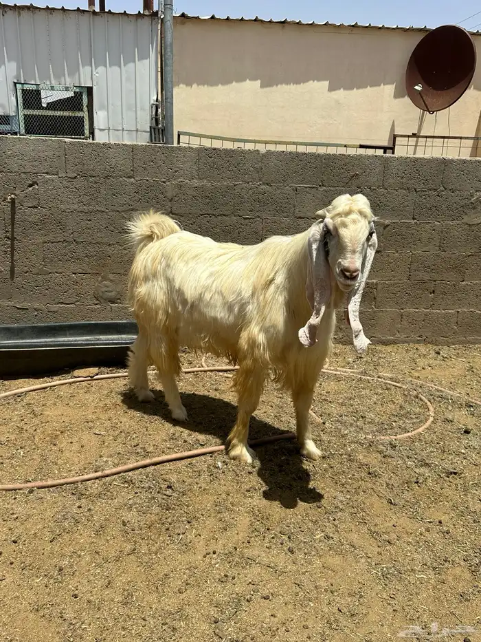 فحل مشروك عارضي مطور 0