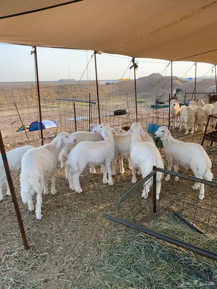 عقيقه حري ذبايح مناسبات ذبائح ثلاجه يوجد صلخ وتوصيل 2