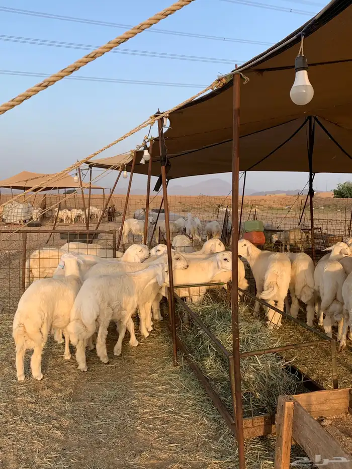 عقيقه حري ذبايح مناسبات ذبائح ثلاجه يوجد صلخ وتوصيل 5