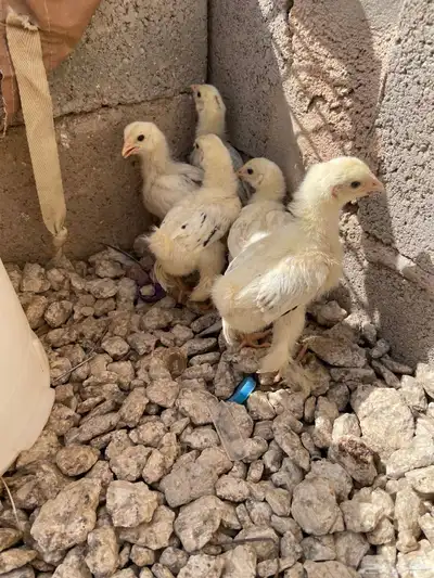 صوص براهما كولمبي 1