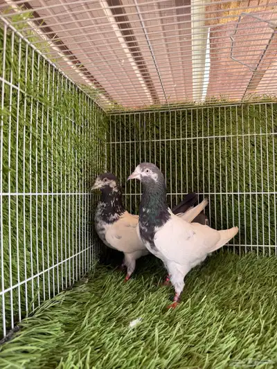 اناثي تيدي سخي 1