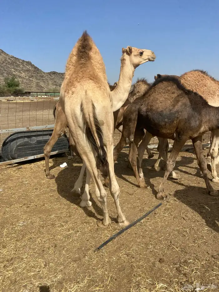 قعدان كايفه مالها شكل للبيع تصلح زواجات ومبادي 4