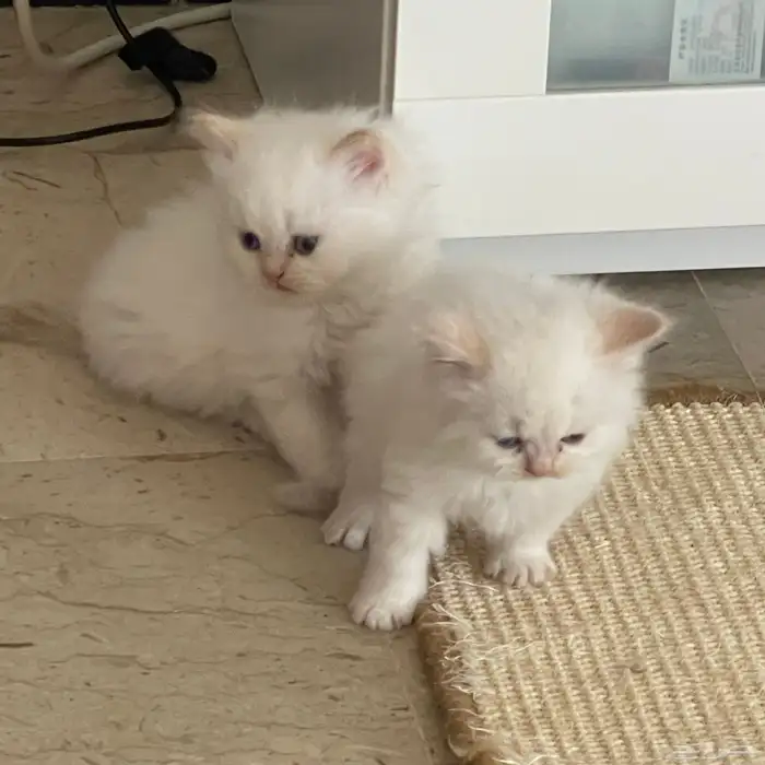 قطط شيرازي للبيع 8