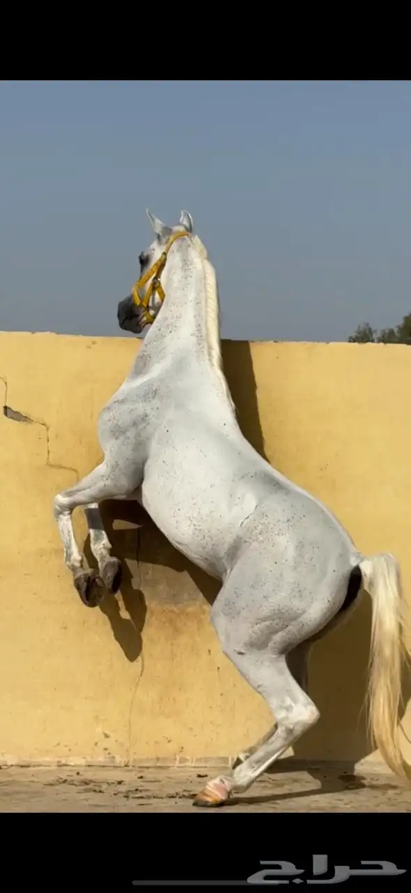 خيل شعبي 0