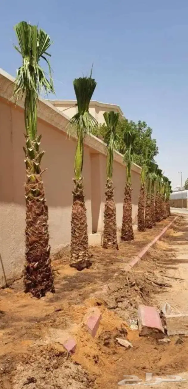 نخل واشنطني 10