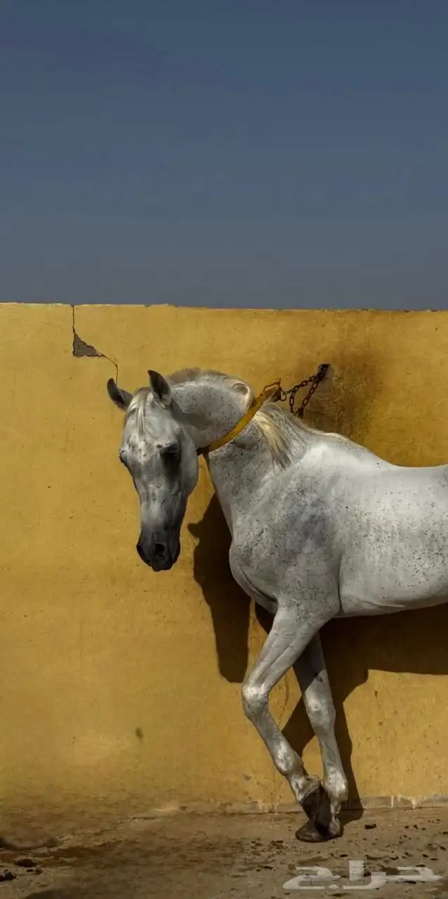 خيل شعبي 1
