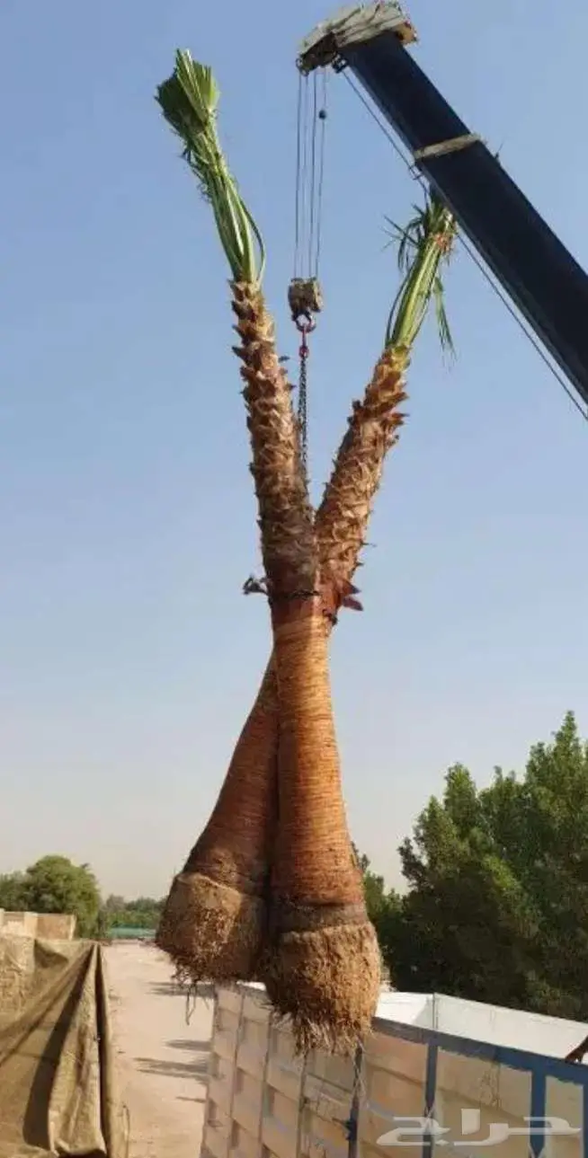 نخل واشنطني 5