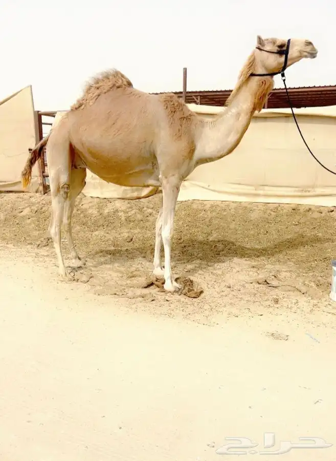 عرض فاخر للبيع لقحة 0