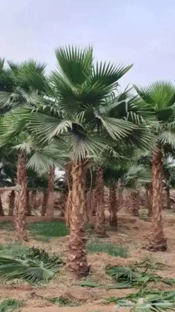 نخل واشنطني 12