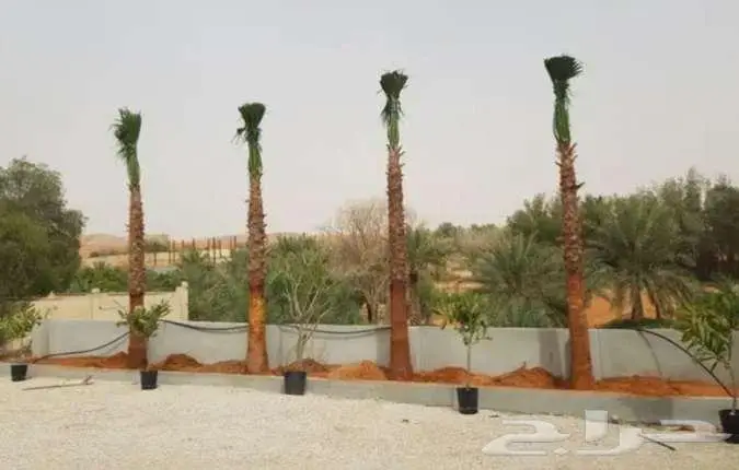 نخل واشنطني 6