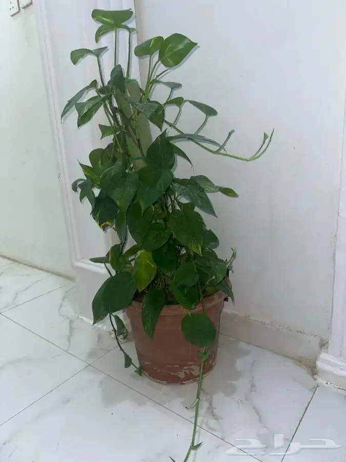 شجرة بوتس متسلقه 1