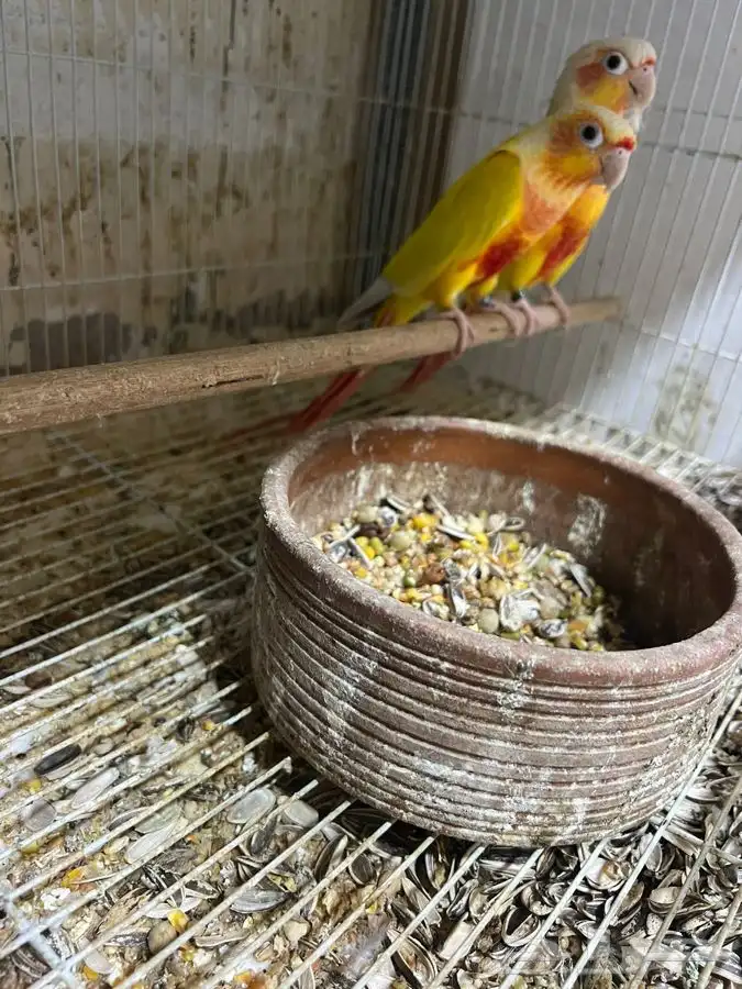 جوز صن شيك بفروخه 1