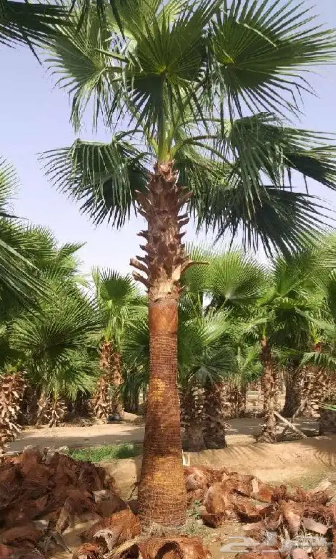 نخل واشنطني 4