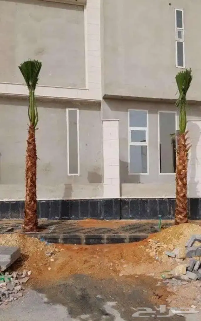 نخل واشنطني 13