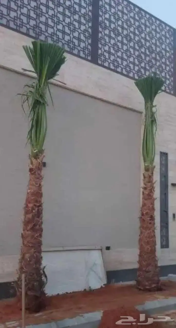 نخل واشنطني 7