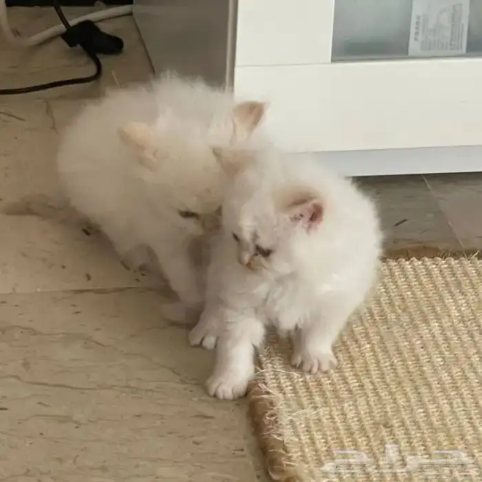 قطط شيرازي للبيع 7