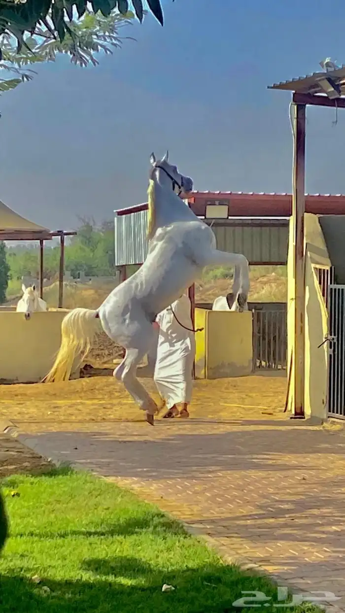 خيل شعبي 2