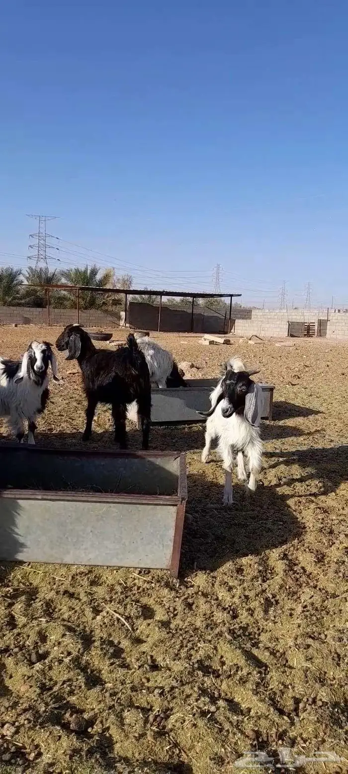 تيزس وجفار 1