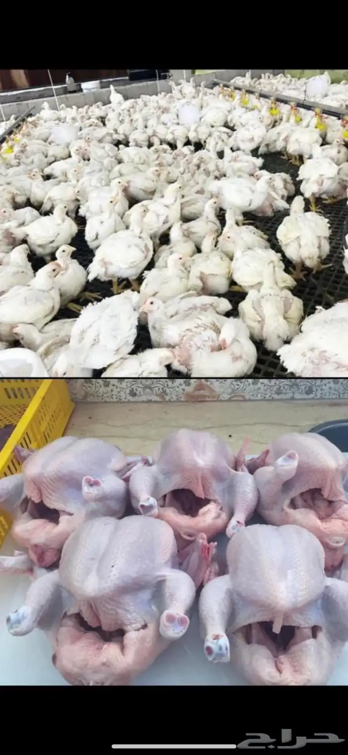 دجاج لاحم فروج عروض خاصه 0