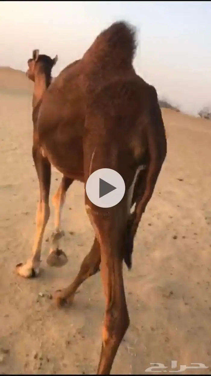 بكره ناقه حمراء ساحليه دهما وعكشاء منوه القناي للبيع 1