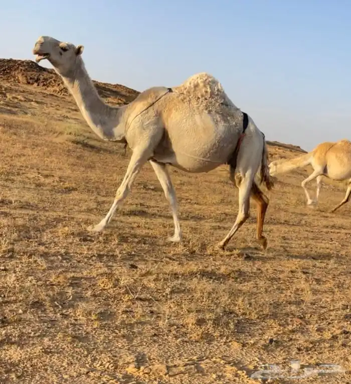 خفوت وضحا صاهوديه كفو ميتة بنتها قبل 20 يوم عندي انا 2
