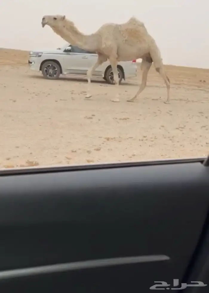 البيع الوضحاء الرمانيه لقحه 1