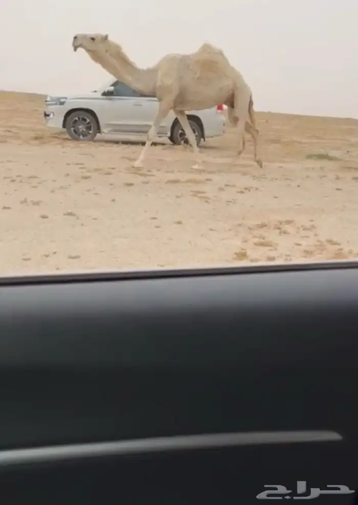 البيع الوضحاء الرمانيه لقحه 0