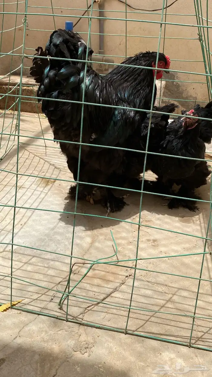 طقم براهما 3