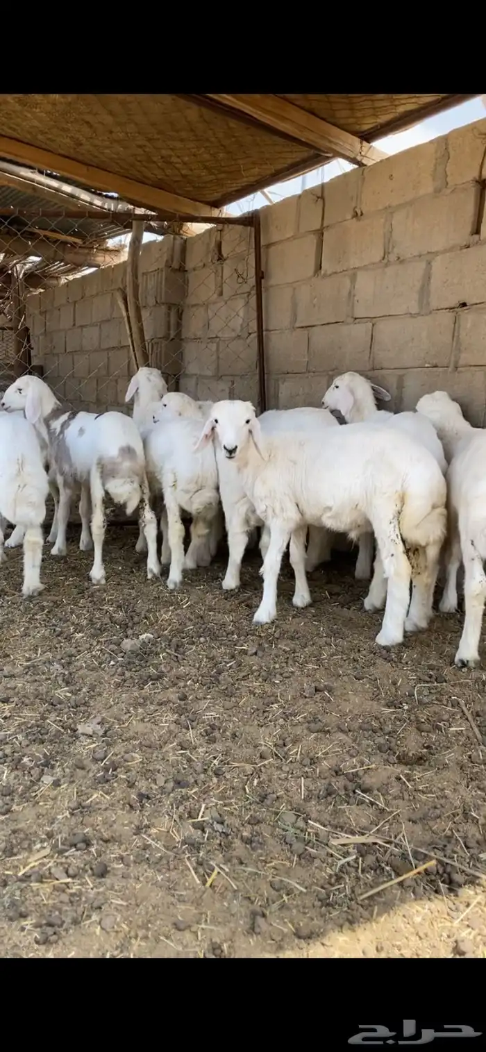 بهم بر ي حري للبيع ( تم البيع ) 1