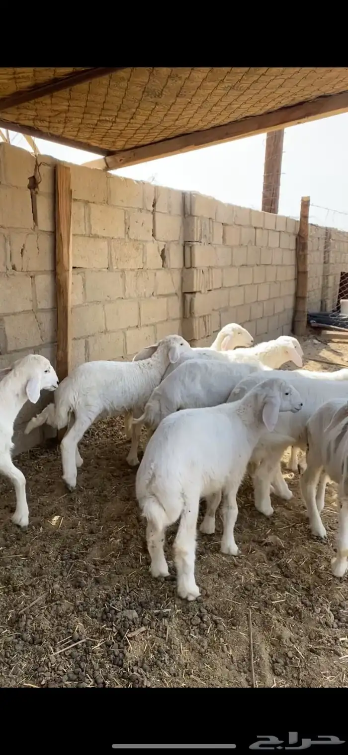 بهم بر ي حري للبيع ( تم البيع ) 3