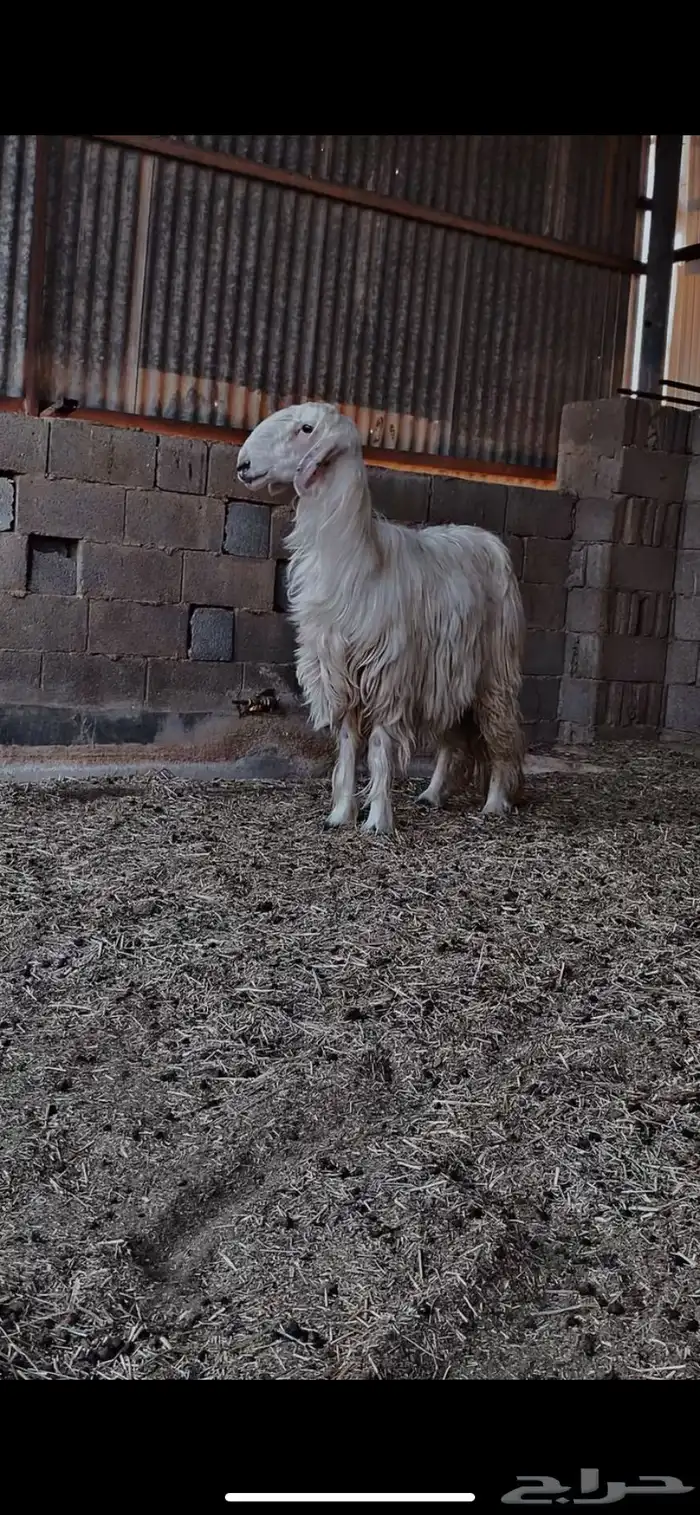 شاة نجديه عيسي تممم البيع 2