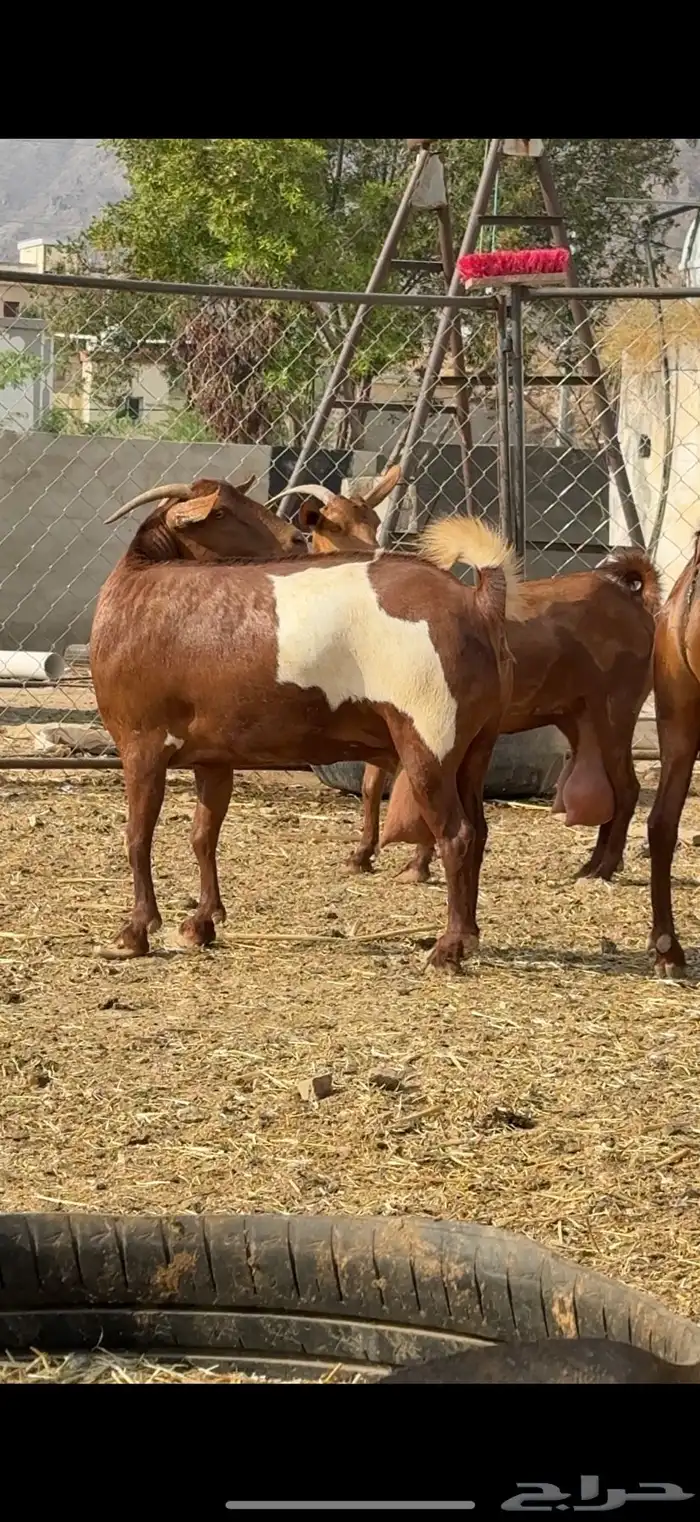 معزاء دفع فواخر للبيع (محايل عسير) 0