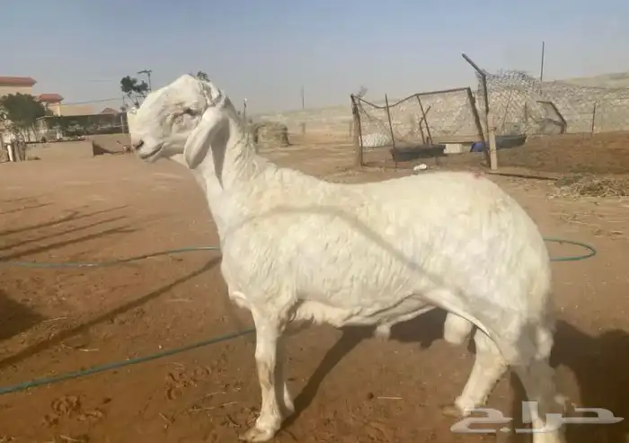 حري فحل مطور  تم البيع 1