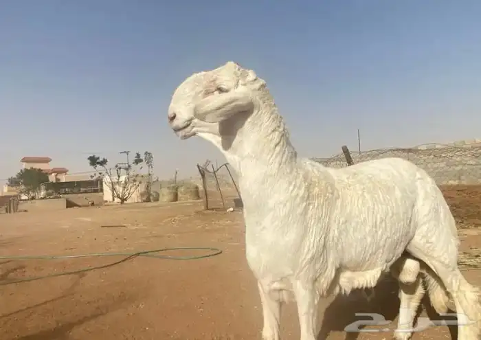 حري فحل مطور  تم البيع 5