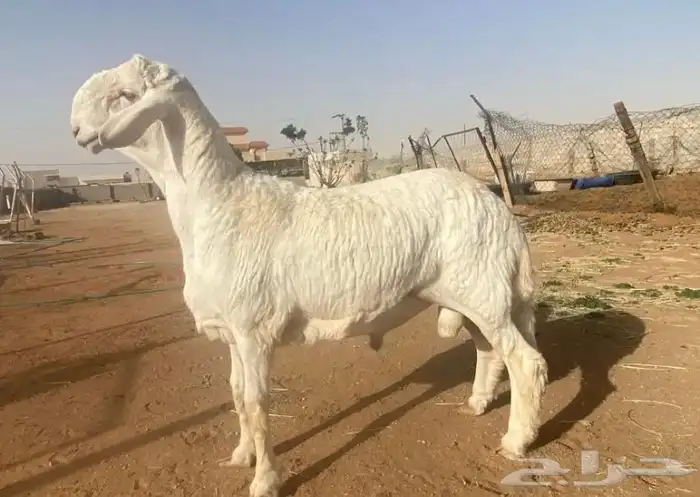 حري فحل مطور  تم البيع 3