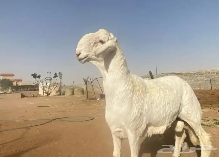 حري فحل مطور  تم البيع 4