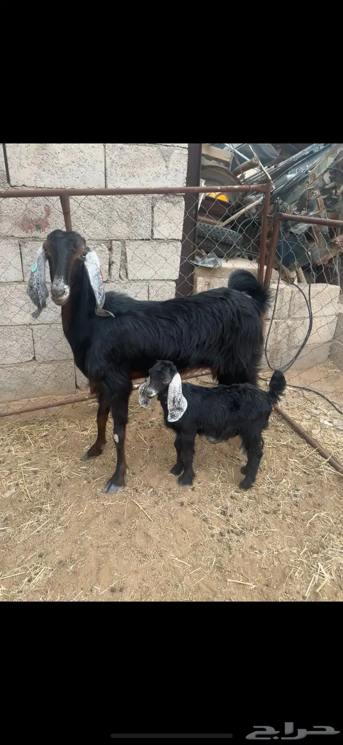 عنز عارضيه تحتها جفره ( تم البيع ) 1
