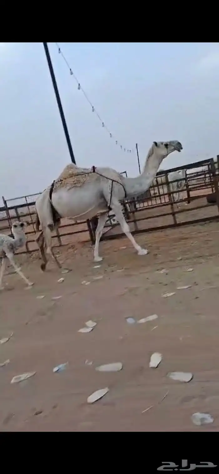 للبيع خلفه وضحا كفو معها قعود (( تم البيع)) 1