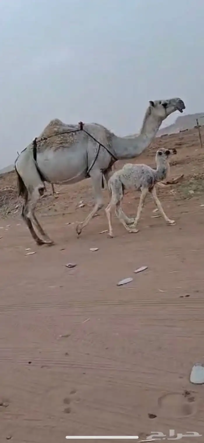 للبيع خلفه وضحا كفو معها قعود (( تم البيع)) 0
