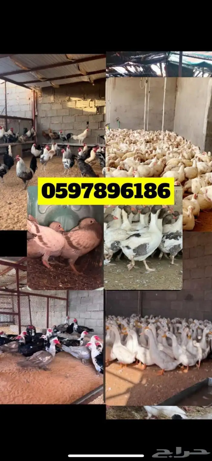 دجاج لاحم فروج عروض خاصه 1