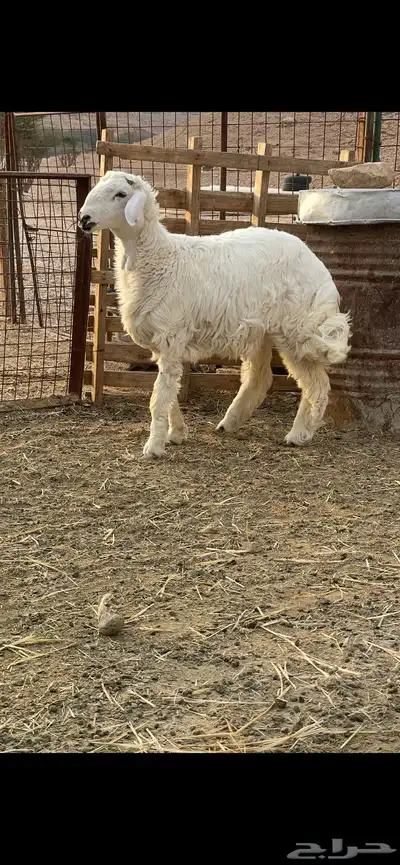 خروف حري شحم 0