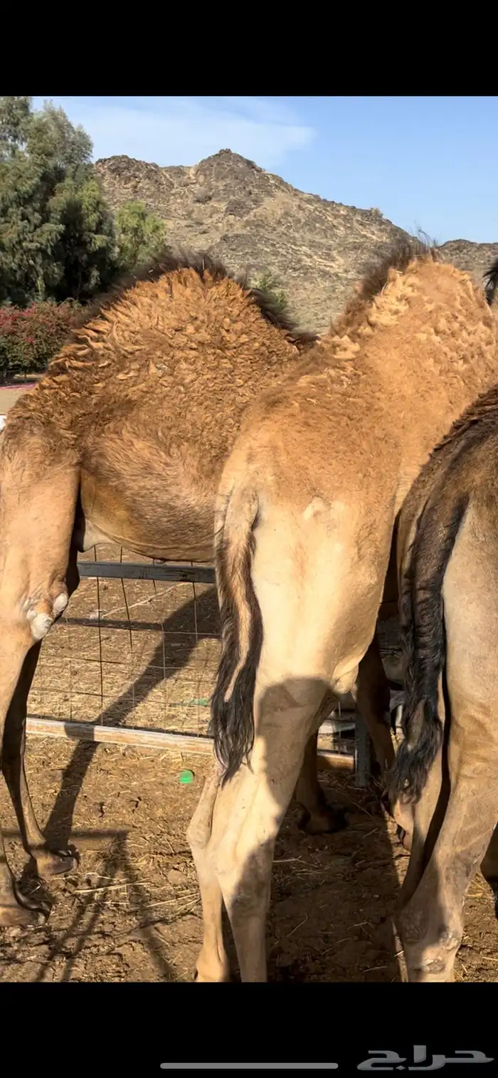 قعدان مبادي ومناسبات شي كفو ومجمل تواصل 2