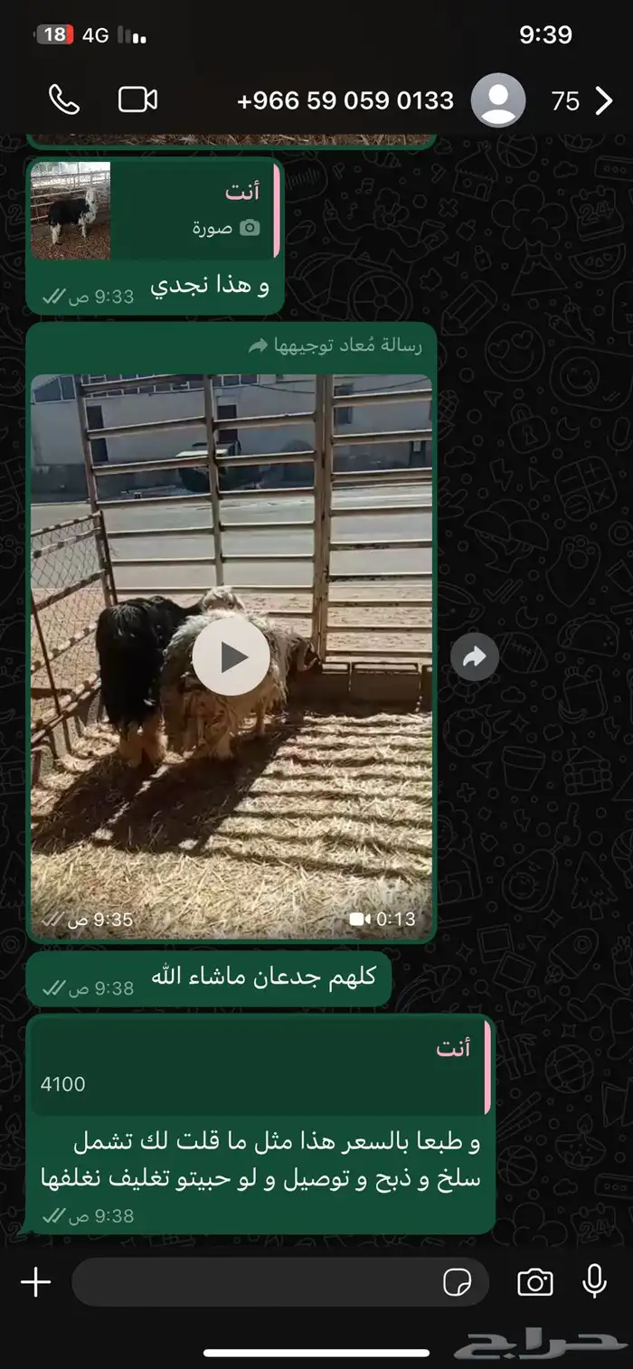 اغنام اضاحي ( السيد للمواشي ) 5