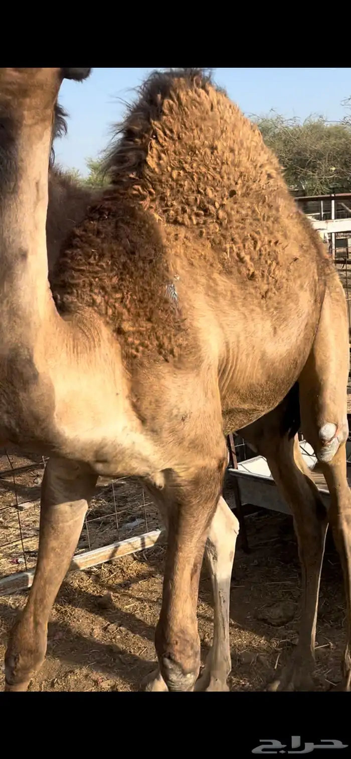 قعدان مبادي ومناسبات شي كفو ومجمل تواصل 1