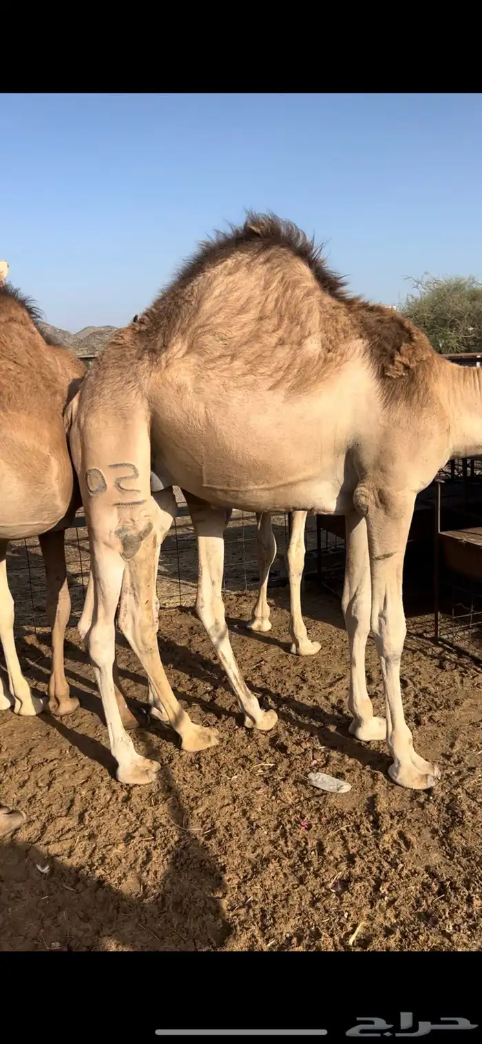 قعدان مبادي ومناسبات شي كفو ومجمل تواصل 4