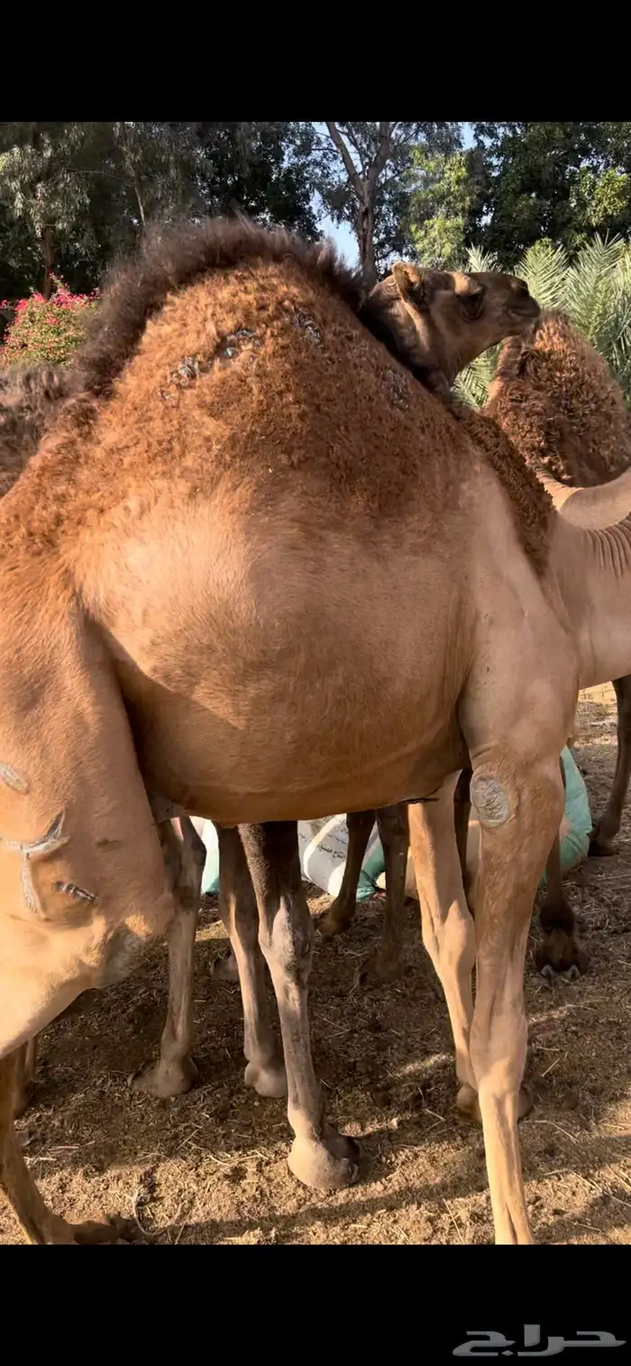 قعدان مبادي ومناسبات شي كفو ومجمل تواصل 0